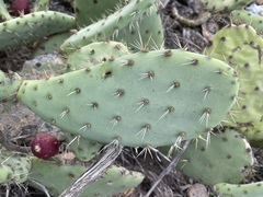 Opuntia semispinosa