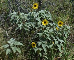 Helianthus argophyllus