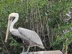 Pelecanus occidentalis