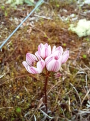 Gentianella chathamica