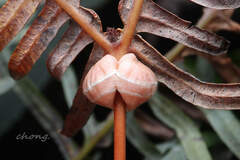 Monophlebidae