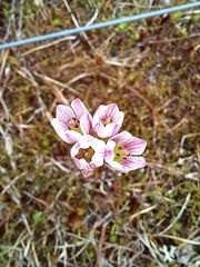 Gentianella chathamica