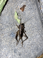 Loxoblemmus equestris