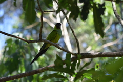 Aratinga