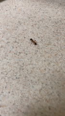 Camponotus festinatus