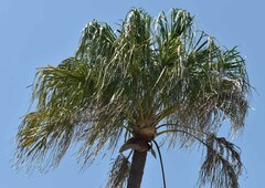 Livistona decora