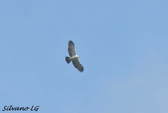 Spizaetus melanoleucus