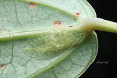 Petalocephala