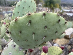 Opuntia semispinosa