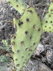 Opuntia semispinosa