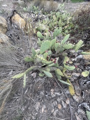 Opuntia semispinosa