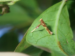 Caloptilia xanthopharella