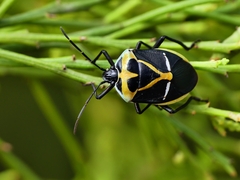 Commius elegans