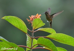 Phaethornis striigularis