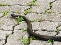 Naja sumatrana