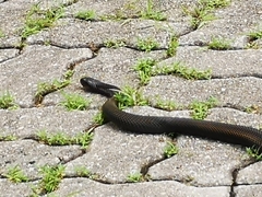 Naja sumatrana