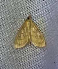 Crocidophora tuberculalis