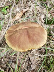 Hemileccinum