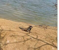 Iguana iguana
