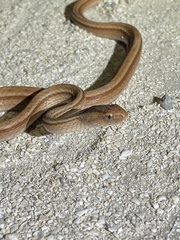 Dryophylax hypoconia