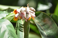 Alpinia zerumbet