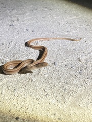 Dryophylax hypoconia