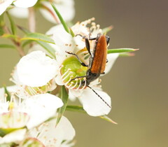 Lepturidea deplanchei