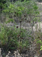 Abrus precatorius precatorius