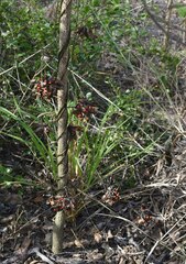 Abrus precatorius precatorius