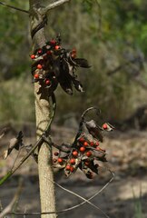 Abrus precatorius precatorius