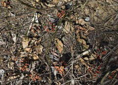 Abrus precatorius precatorius