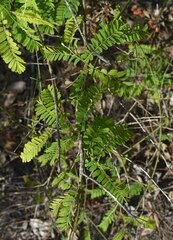 Abrus precatorius precatorius