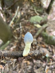 Clavogaster virescens