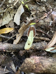 Clavogaster virescens
