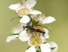 Lepturidea deplanchei