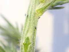 Sericothrips staphylinus