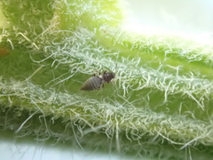 Sericothrips staphylinus