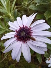 Macrolearia semidentata