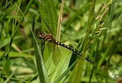 Synthemis eustalacta