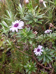Macrolearia semidentata