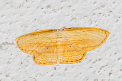 Drapetodes mitaria