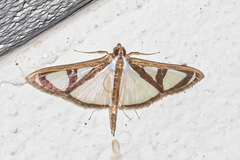 Glyphodes extorris