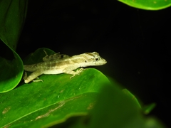 Anolis lemurinus