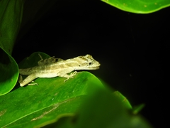 Anolis lemurinus