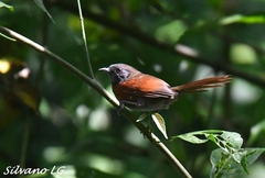 Synallaxis erythrothorax