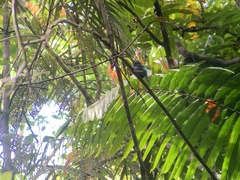 Todiramphus nigrocyaneus