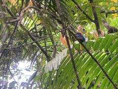 Todiramphus nigrocyaneus