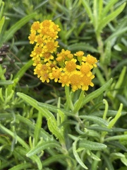Eriophyllum staechadifolium
