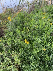 Eriophyllum staechadifolium