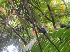 Todiramphus nigrocyaneus